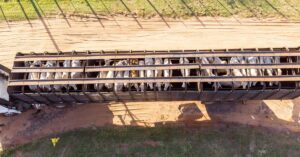 Cattle in a truck load