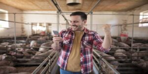 pig farming