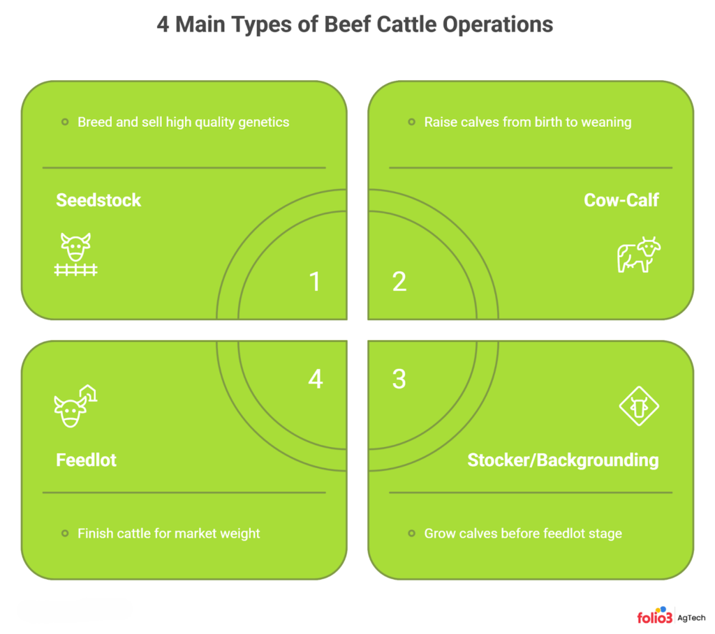Types of Beef Cattle Operations