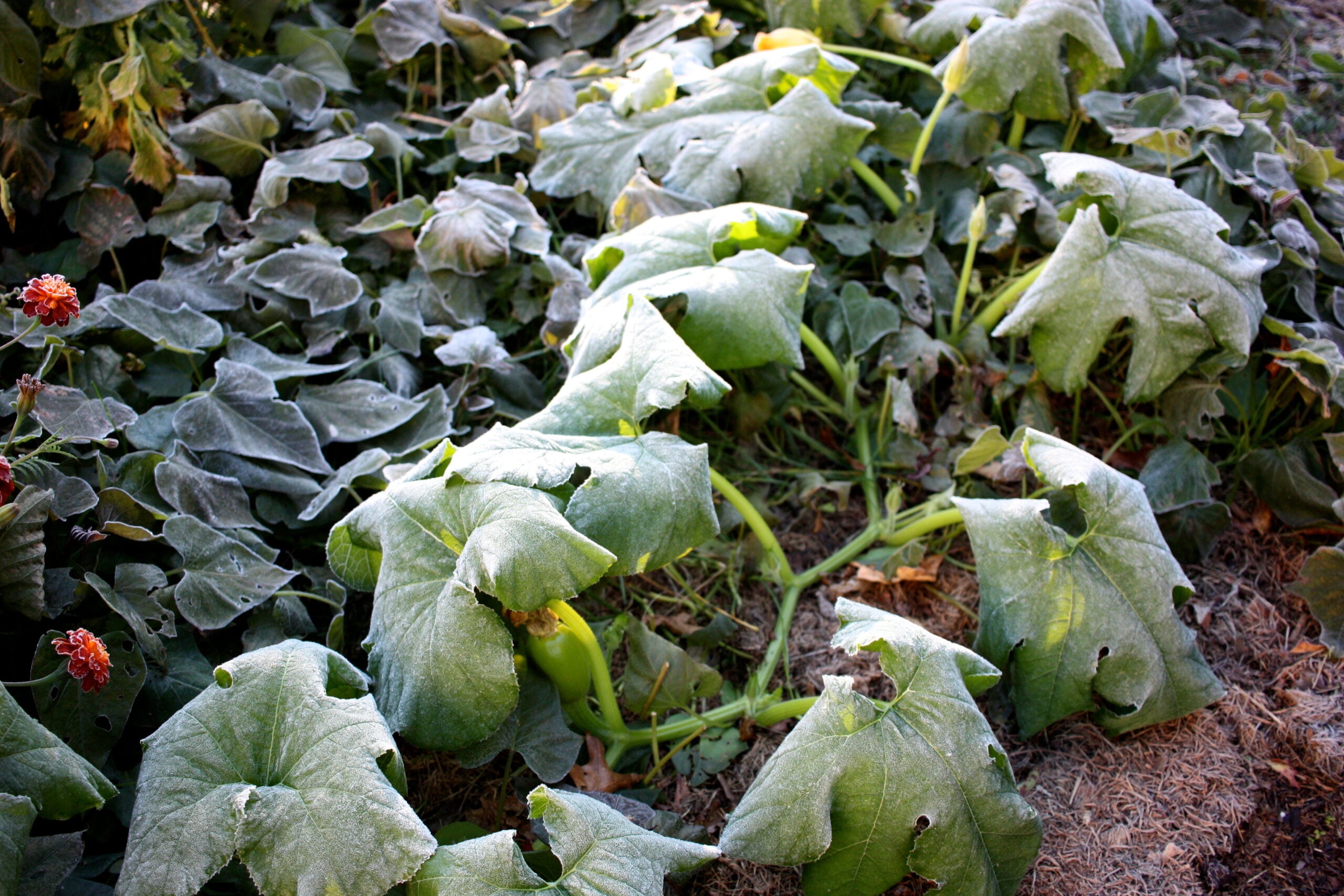 Frost Damage on Plants