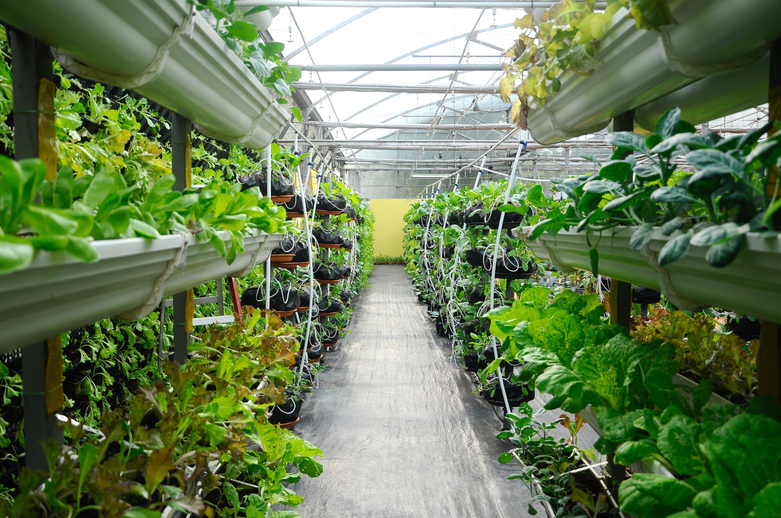 Fertigation Explained