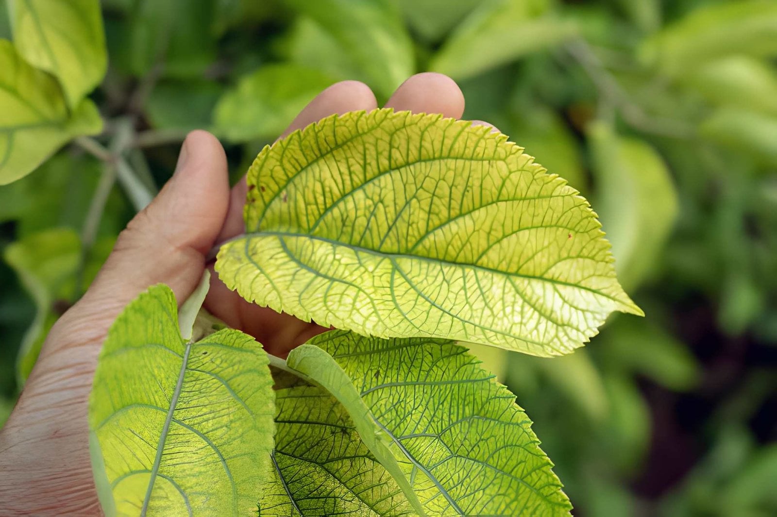 Plant Deficiencies