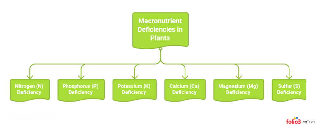 How to Identify Macronutrient Deficiencies in Plants