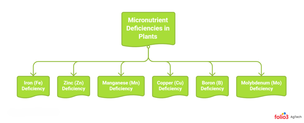Spotting Micronutrient Deficiencies in Plants