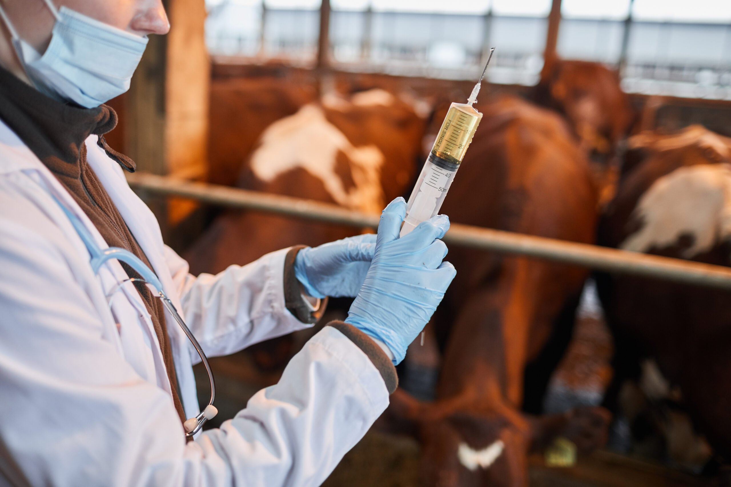 Beef Cattle Vaccine Schedule