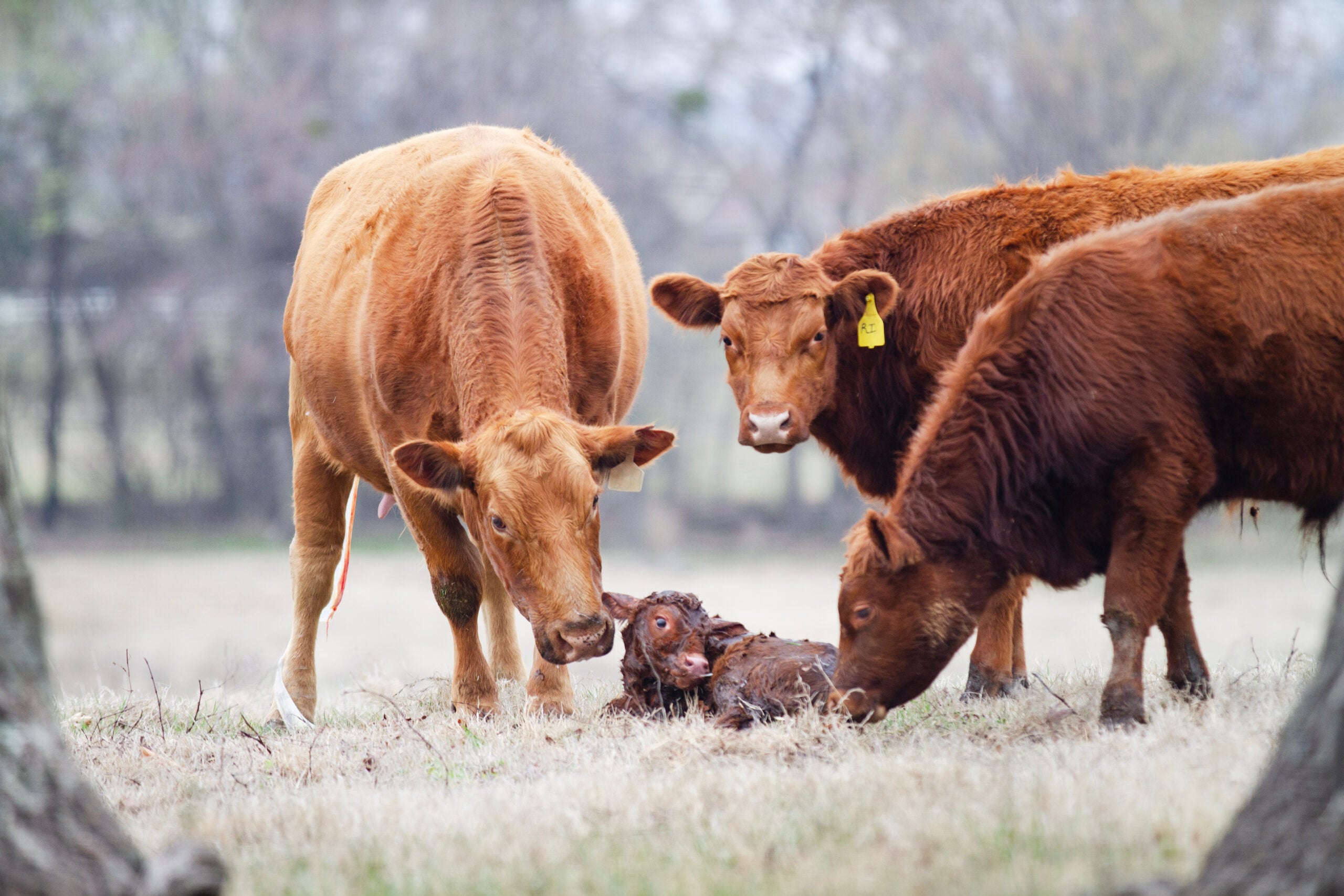 Beef Cattle Reproduction