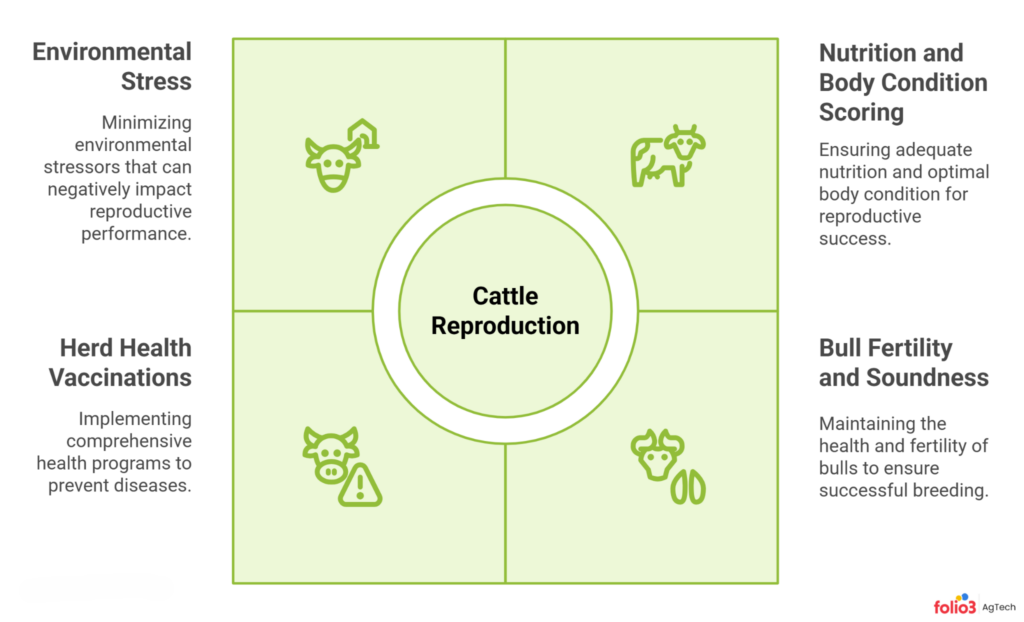 4 Key Pillars Influencing Cattle Reproduction