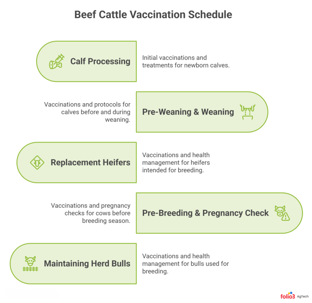 Beef Cattle Herd Health Vaccination Schedule
