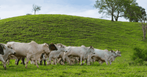 Livestock Risk Protection