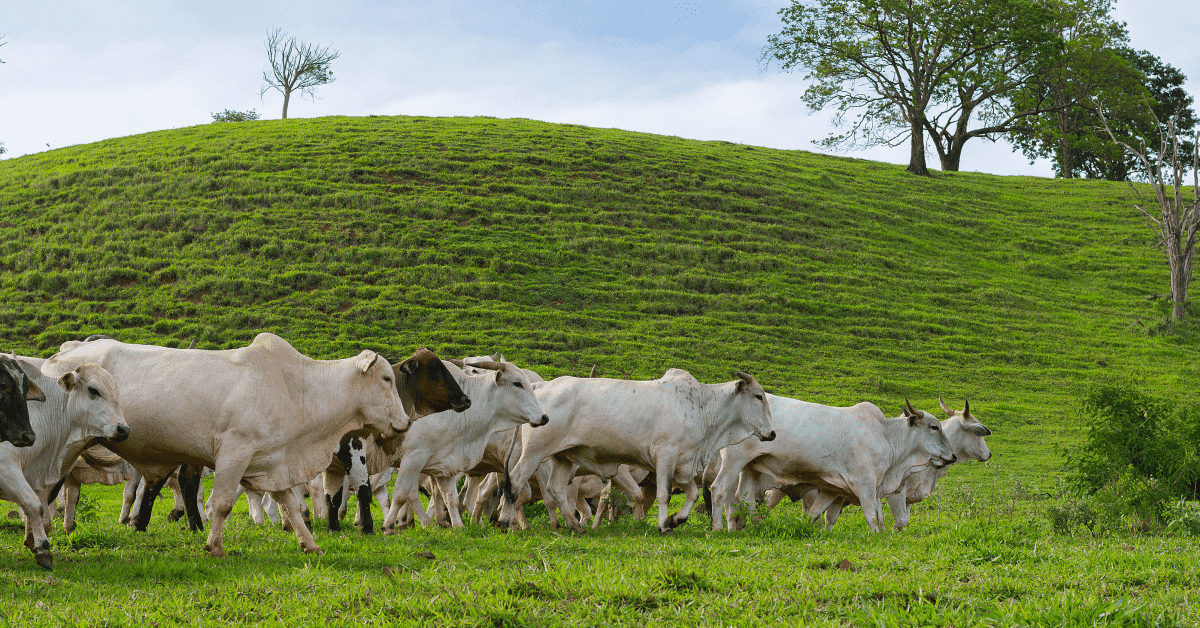 Livestock Risk Protection