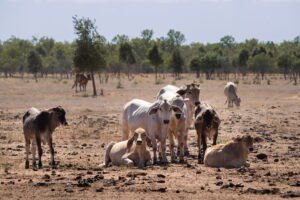 culling a cow