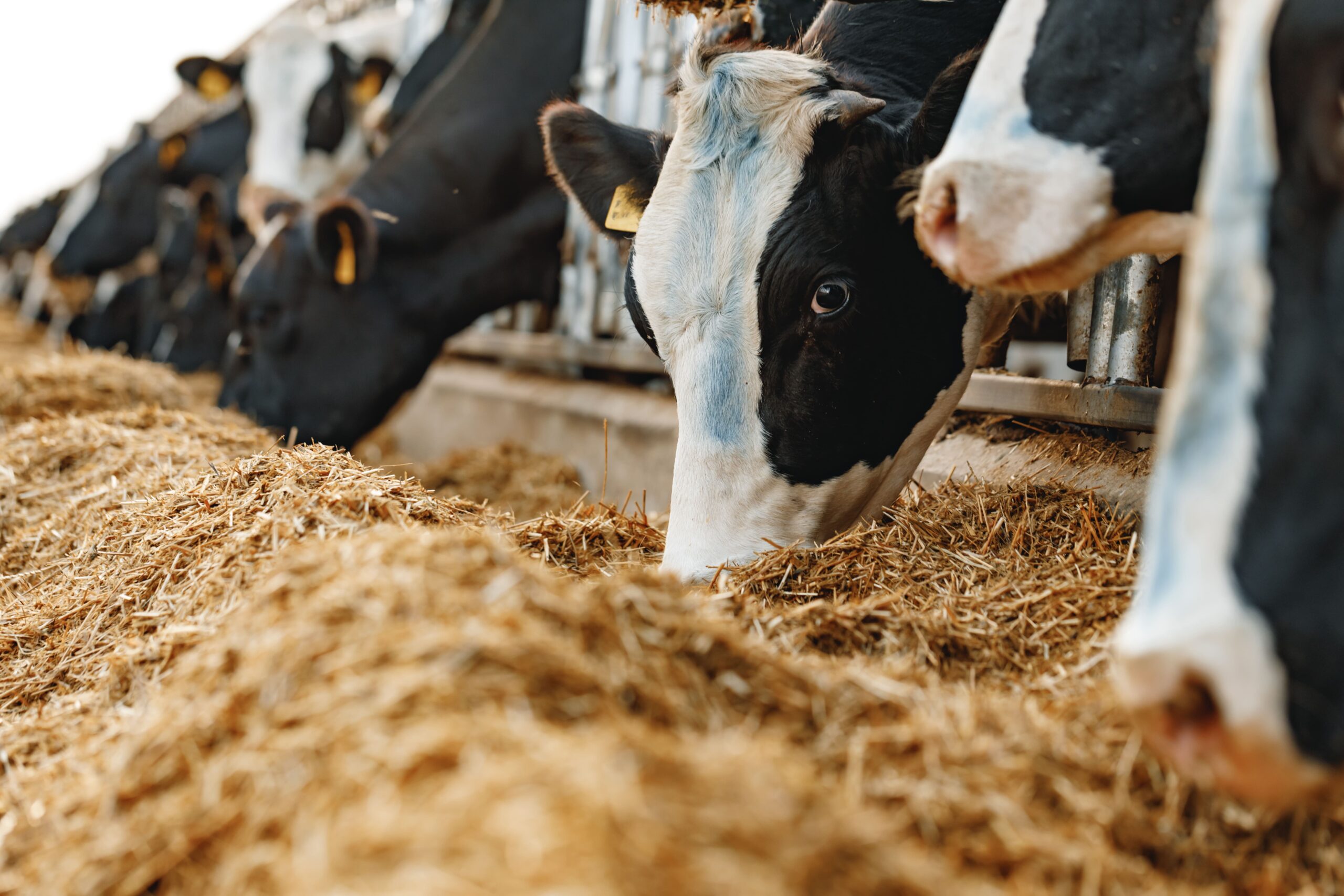Cattle Feed Ingredients