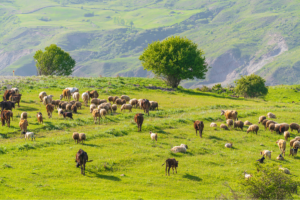 Multi Species Grazing