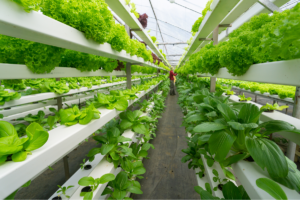 What is vertical farming