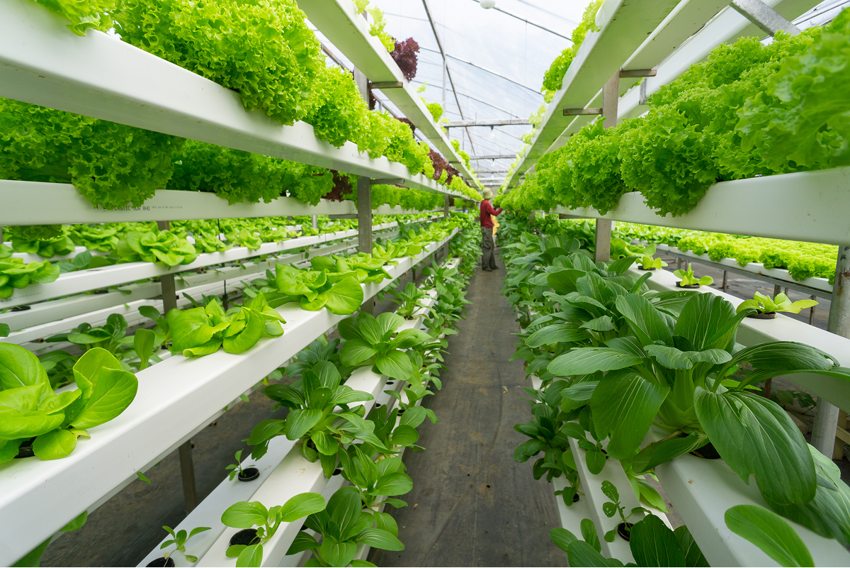 What is vertical farming