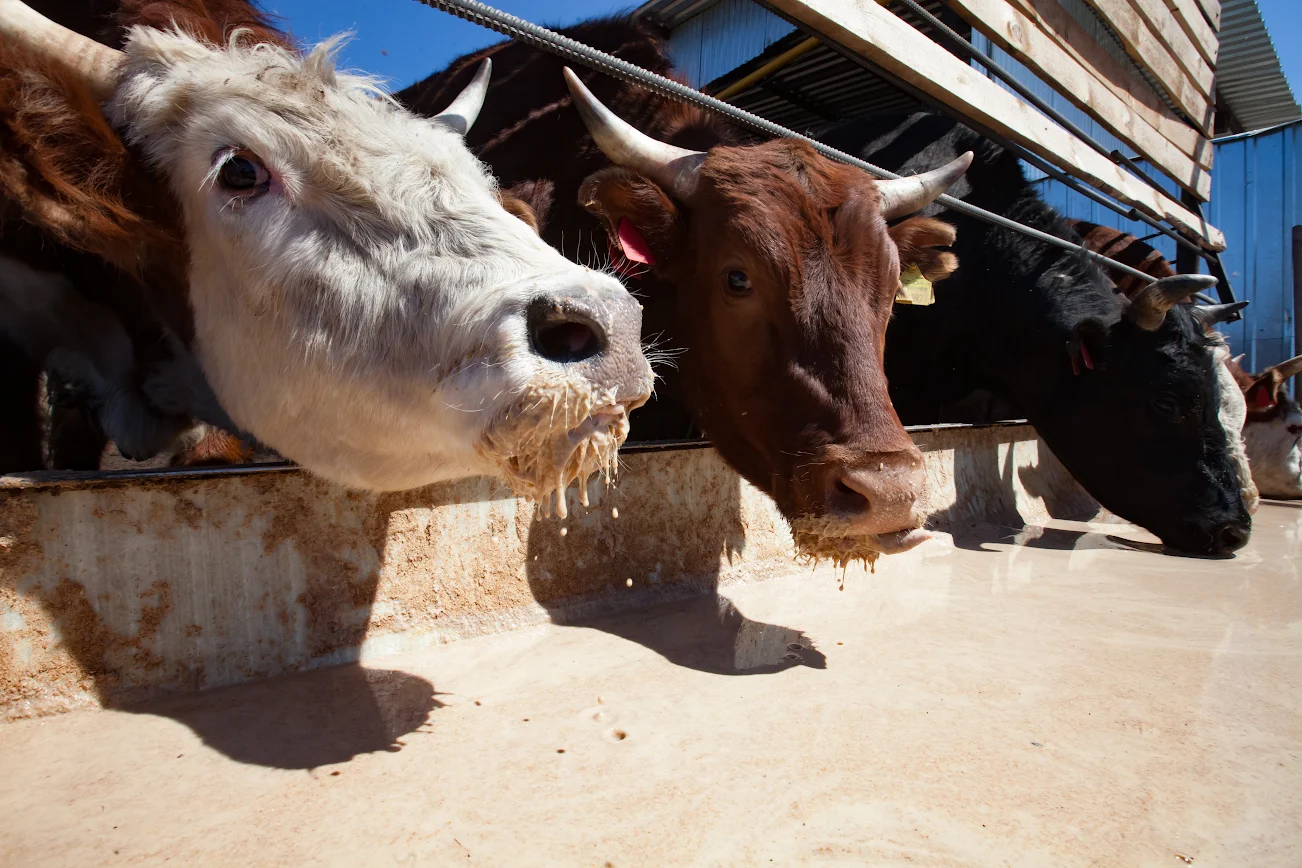 Liquid Feed for Cattle
