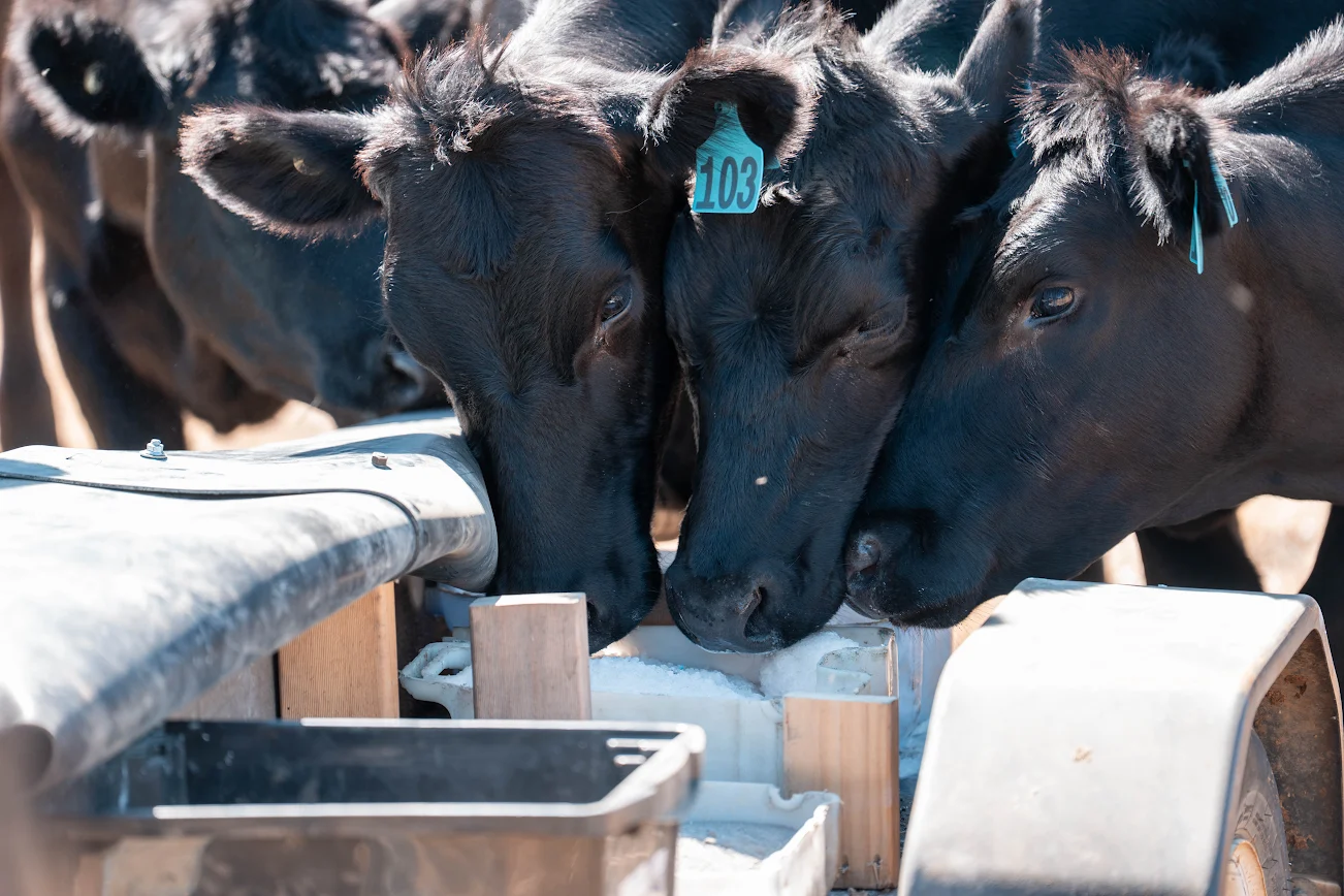 cattle nutrition