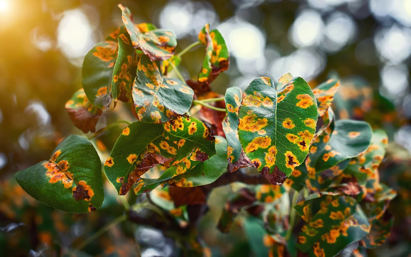 common plane diseases