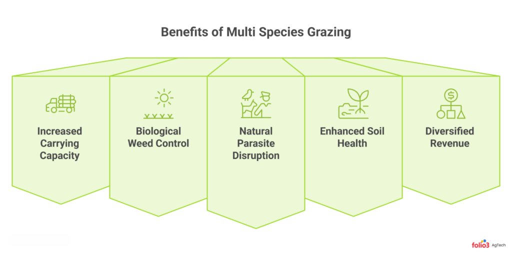 5 Top Benefits of Multi Species Grazing for Commercial Ranches