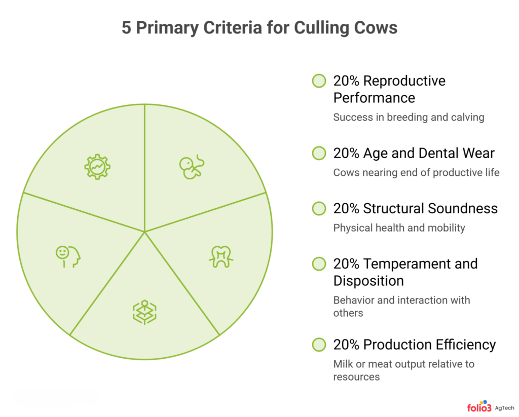 The 5 Primary Criteria for Culling Cows: A Beef Herd Diagnostic Blueprint