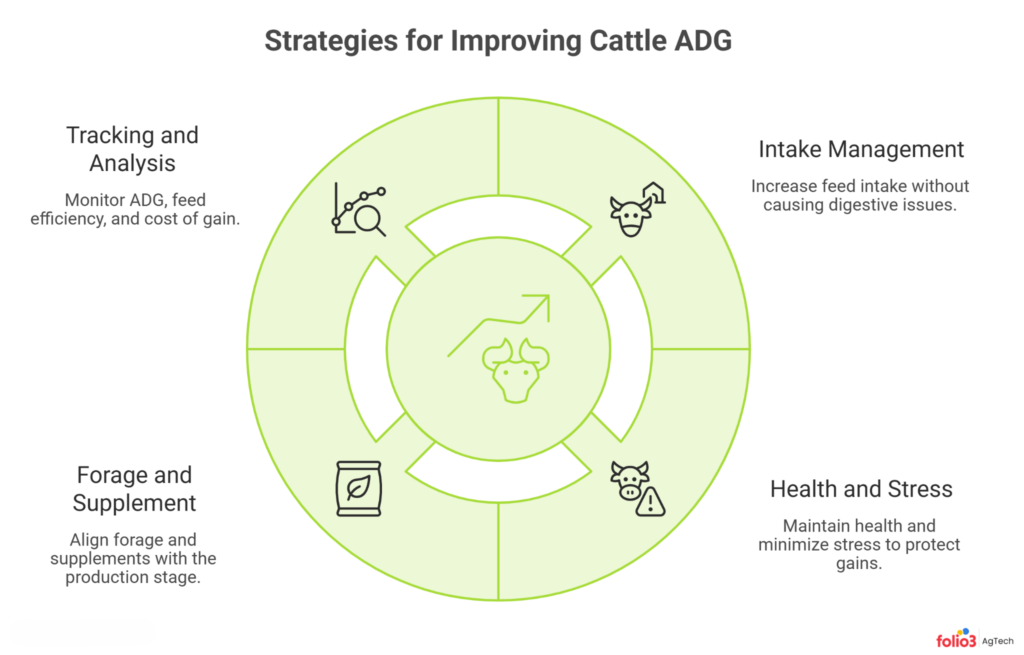 How to Improve Average Daily Gain in Cattle