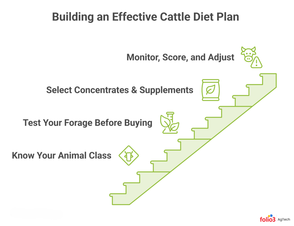 How to Build a Cattle Diet Plan That Actually Works