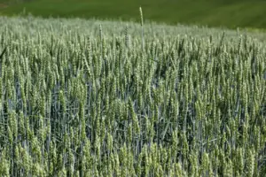 wheat growing