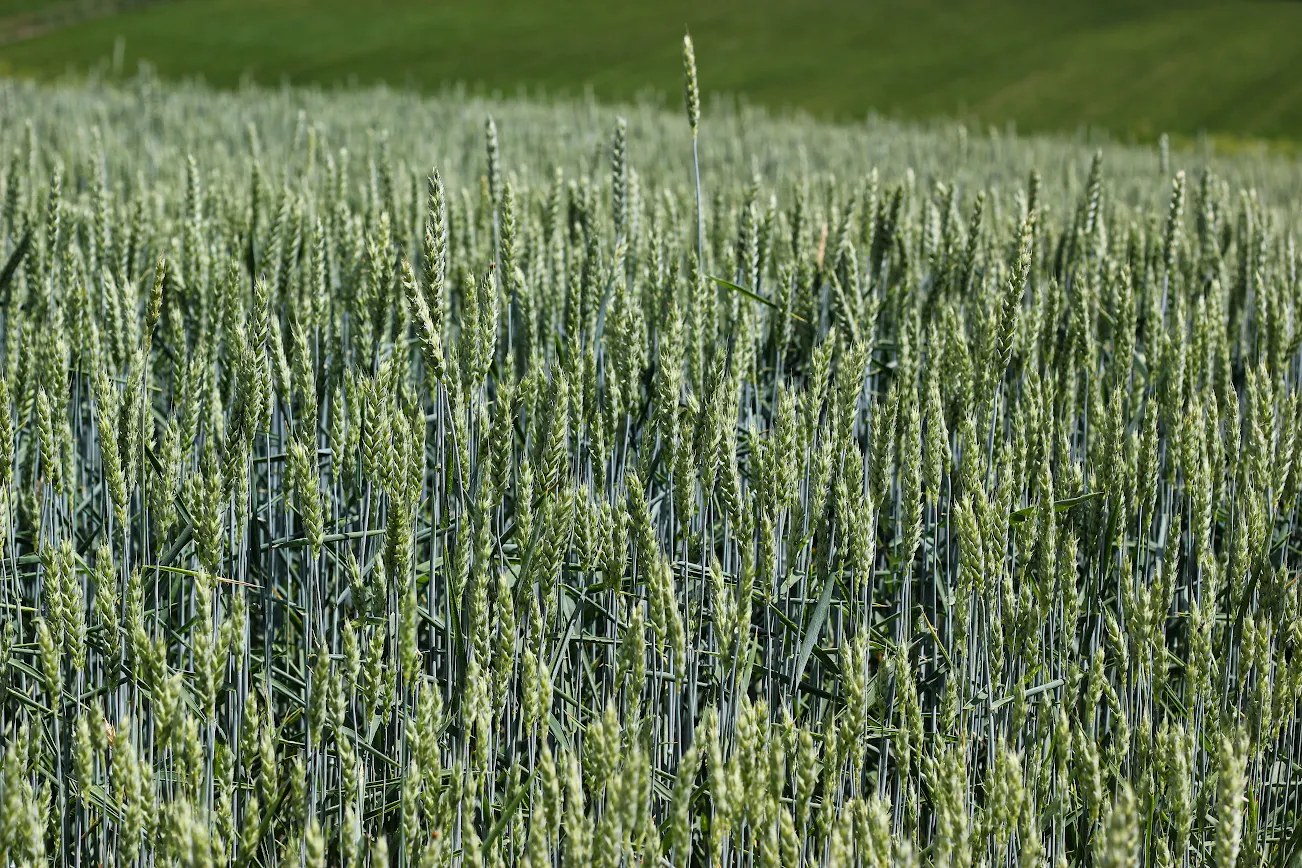 wheat growing