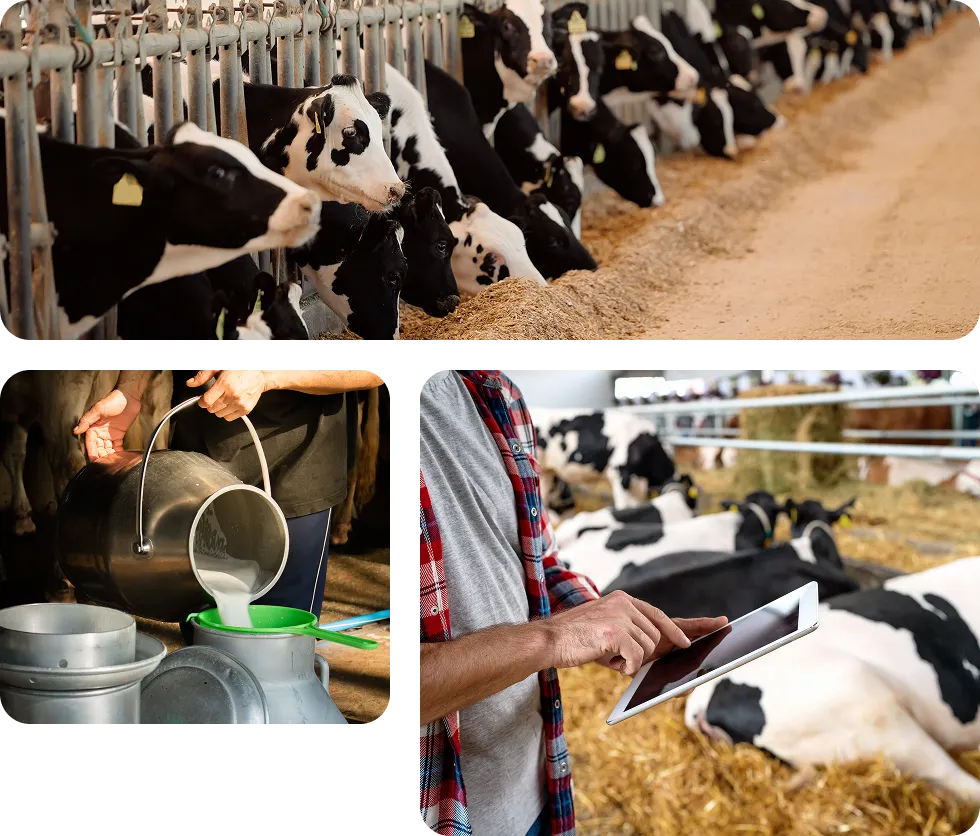A Multi-Site Dairy Running on Paper, Legacy Software, and Disconnected Hardware