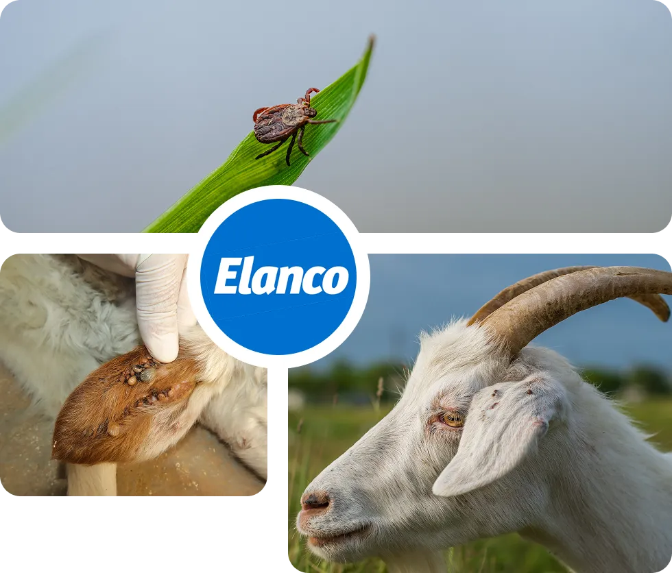 A Knowledge Crisis Hiding Behind a Livestock Crisis