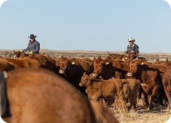 Livestock & Ranching