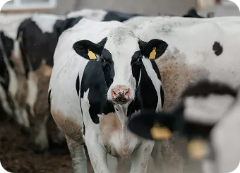 Dairy Operations