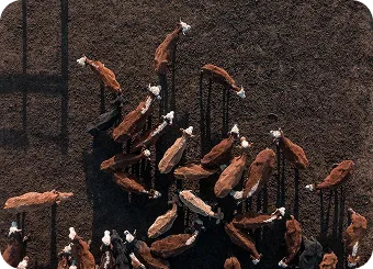 Feedlots