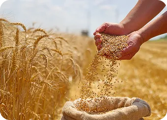 Seed & Grain
